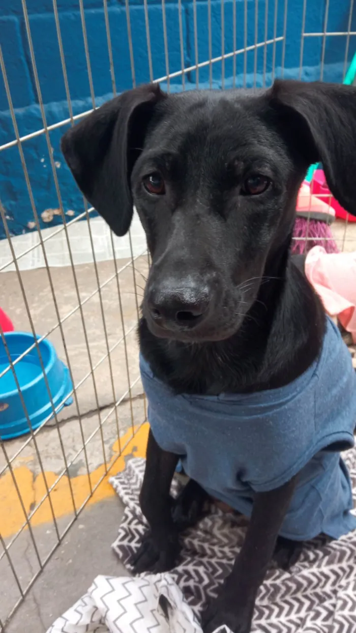 Cachorro ra a SRD-ViraLata idade 7 a 11 meses nome POTTER