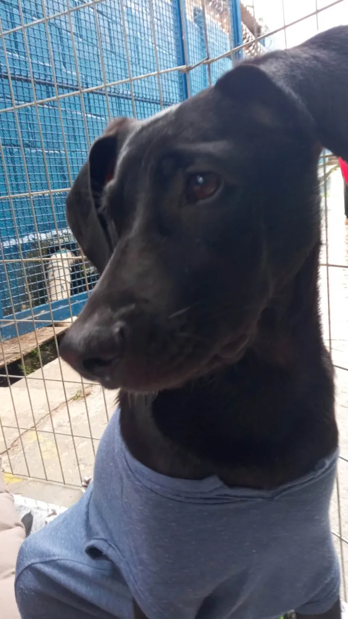 Cachorro ra a SRD-ViraLata idade 7 a 11 meses nome POTTER