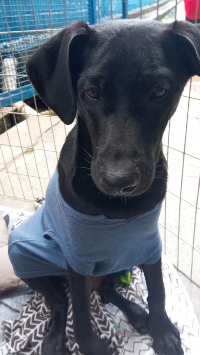 Cachorro ra a SRD-ViraLata idade 7 a 11 meses nome POTTER