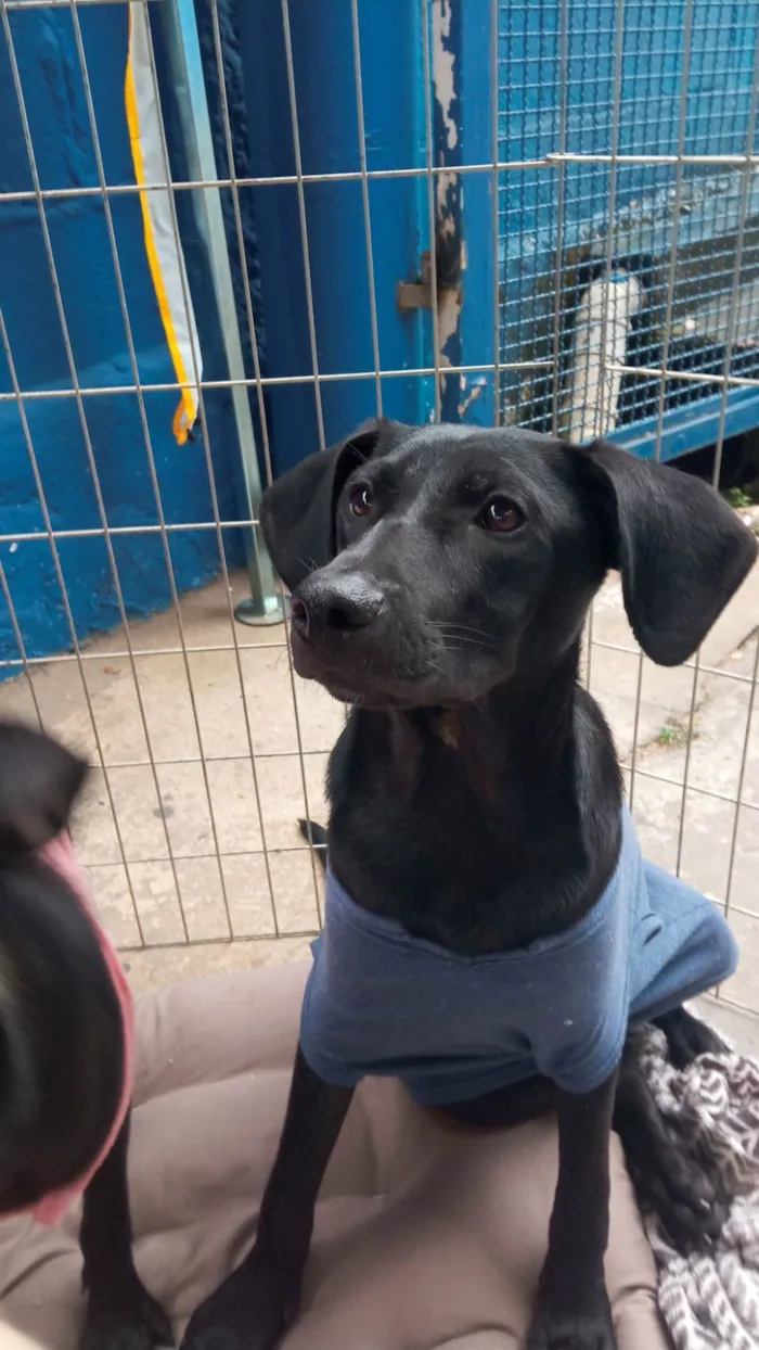 Cachorro ra a SRD-ViraLata idade 7 a 11 meses nome POTTER