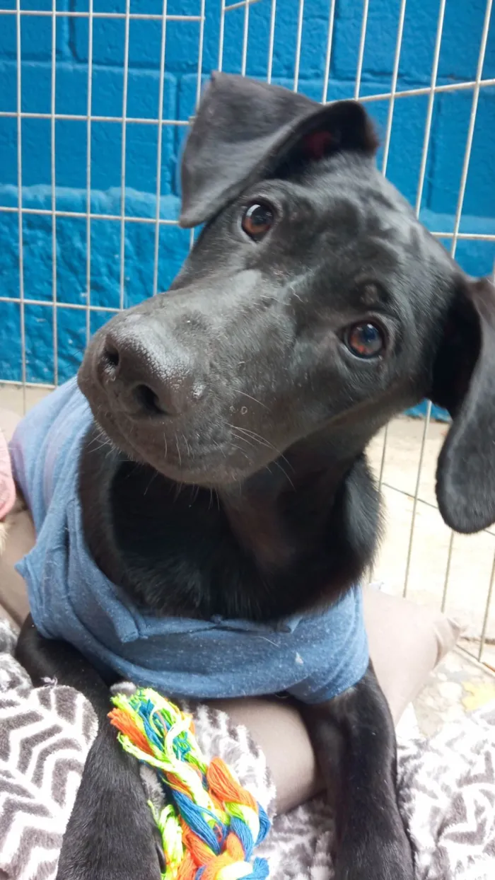 Cachorro ra a SRD-ViraLata idade 7 a 11 meses nome POTTER