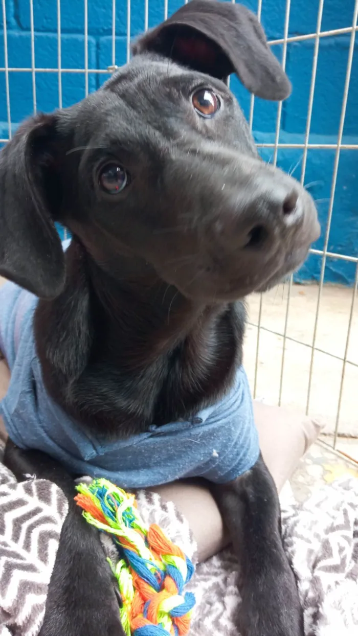 Cachorro ra a SRD-ViraLata idade 7 a 11 meses nome POTTER