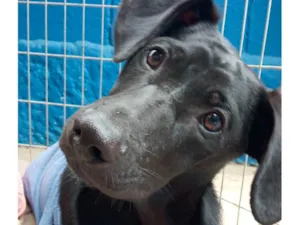 Cachorro raça SRD-ViraLata idade 7 a 11 meses nome POTTER
