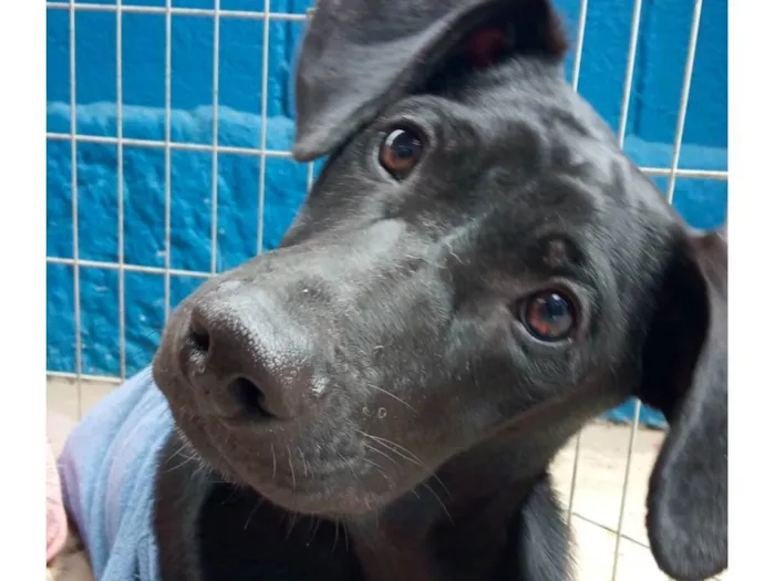 Cachorro ra a SRD-ViraLata idade 7 a 11 meses nome POTTER