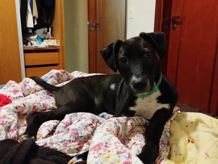 Cachorro ra a SRD-ViraLata idade 7 a 11 meses nome BUMMER