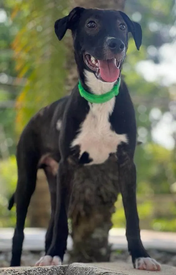 Cachorro ra a SRD-ViraLata idade 7 a 11 meses nome BUMMER