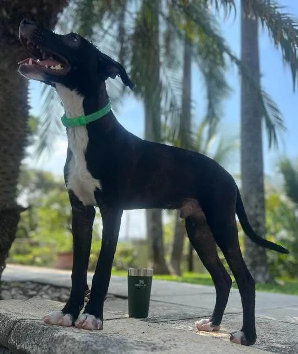 Cachorro ra a SRD-ViraLata idade 7 a 11 meses nome BUMMER