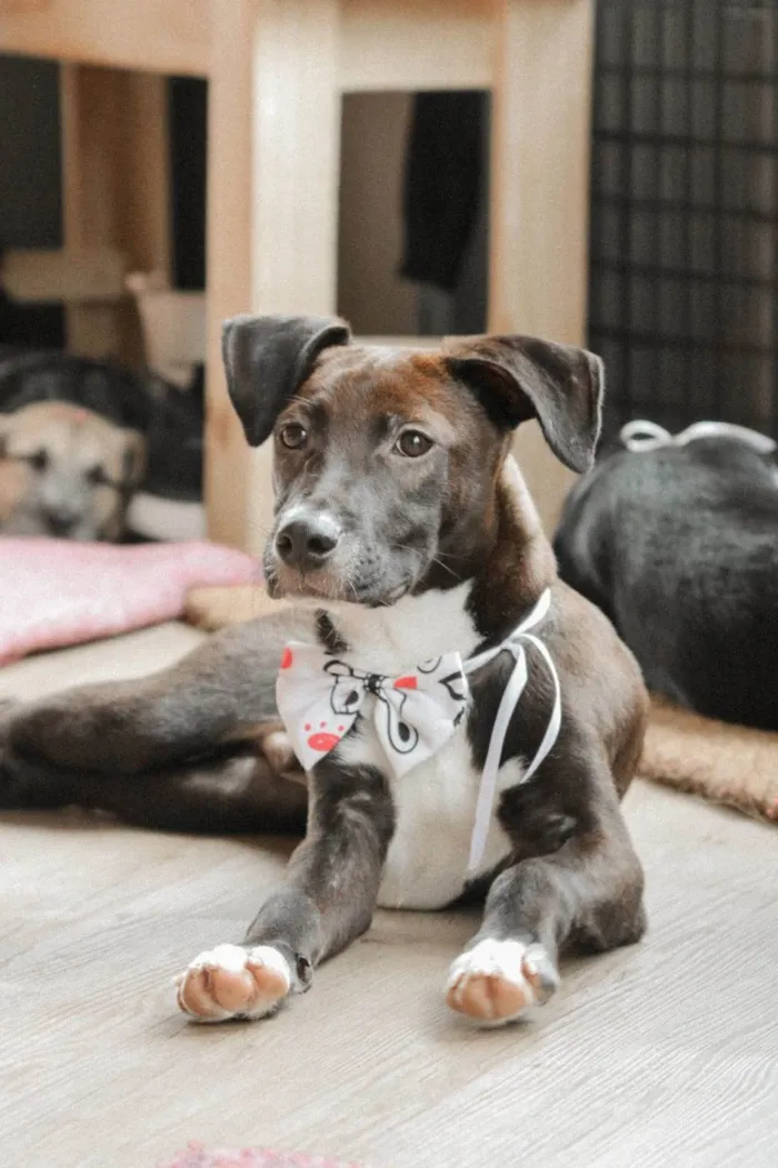 Cachorro ra a SRD-ViraLata idade 7 a 11 meses nome BUMMER