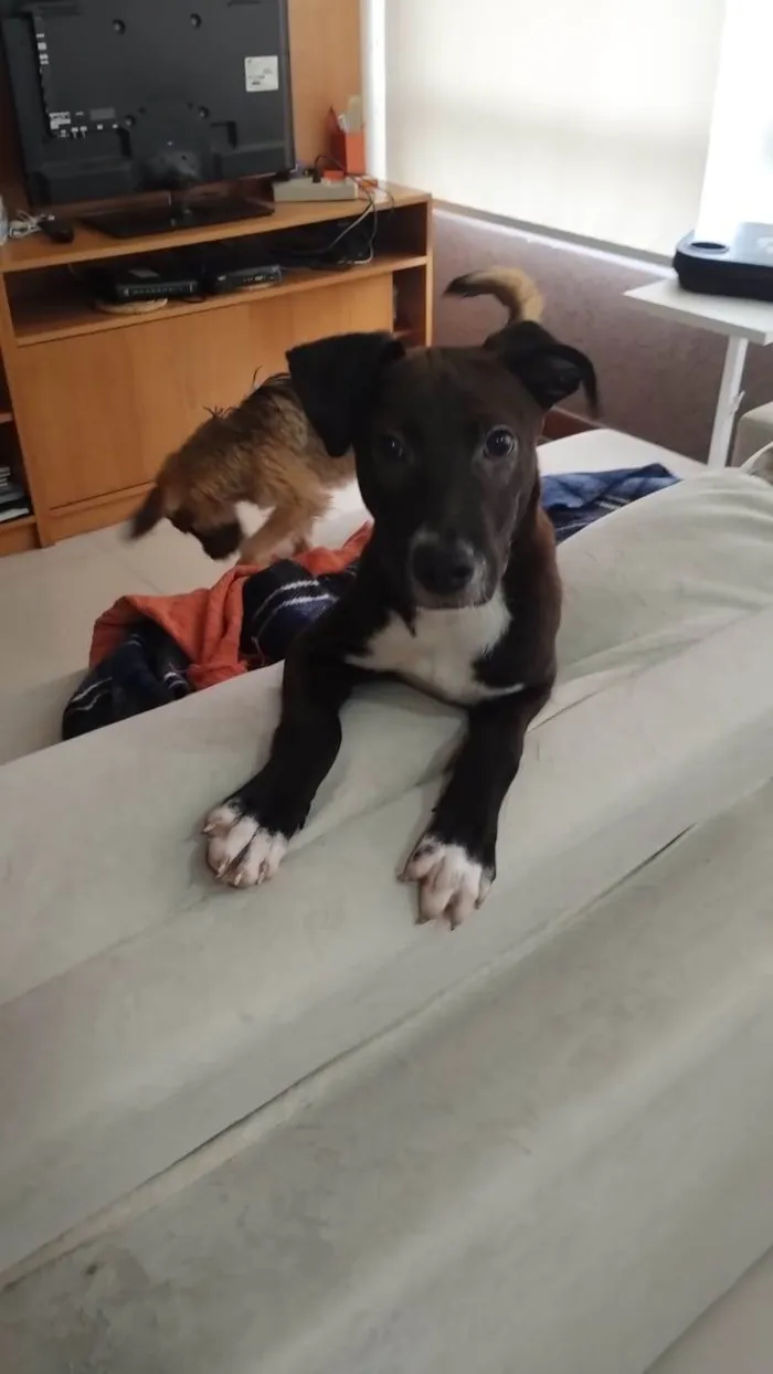 Cachorro ra a SRD-ViraLata idade 7 a 11 meses nome BUMMER
