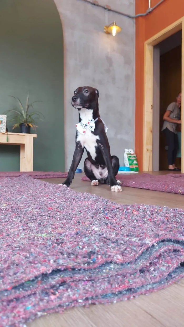 Cachorro ra a SRD-ViraLata idade 7 a 11 meses nome BUMMER