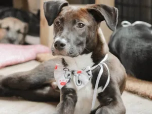 Cachorro raça SRD-ViraLata idade 7 a 11 meses nome BUMMER