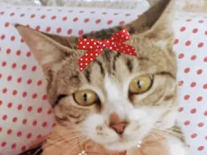 Gato raça Mestica  idade 2 a 6 meses nome Chanel 