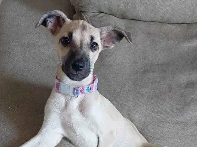 Cachorro ra a SRD-ViraLata idade 2 a 6 meses nome Amora