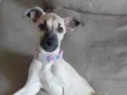 Amora