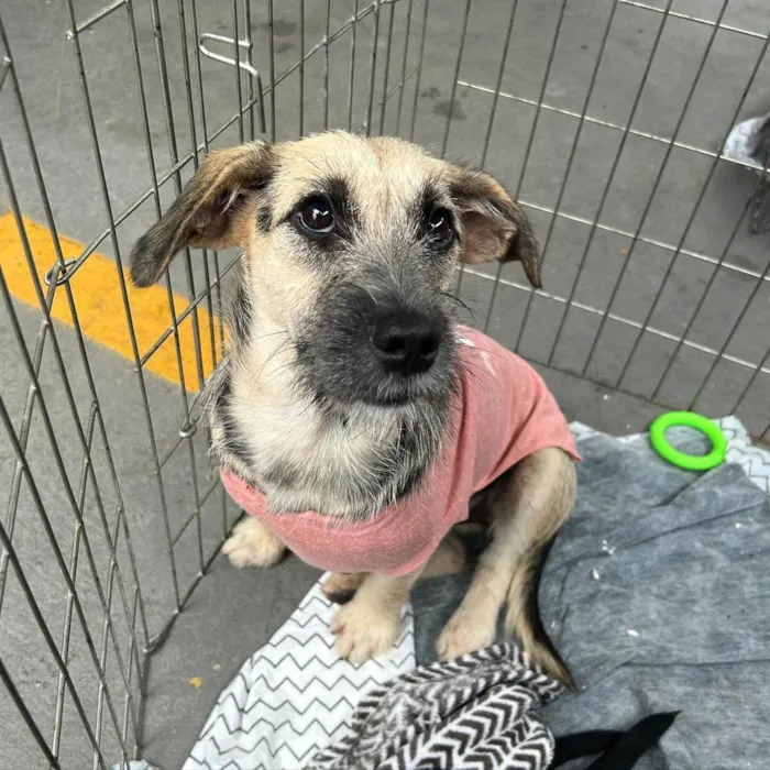 Cachorro ra a SRD-ViraLata idade 7 a 11 meses nome NINA 