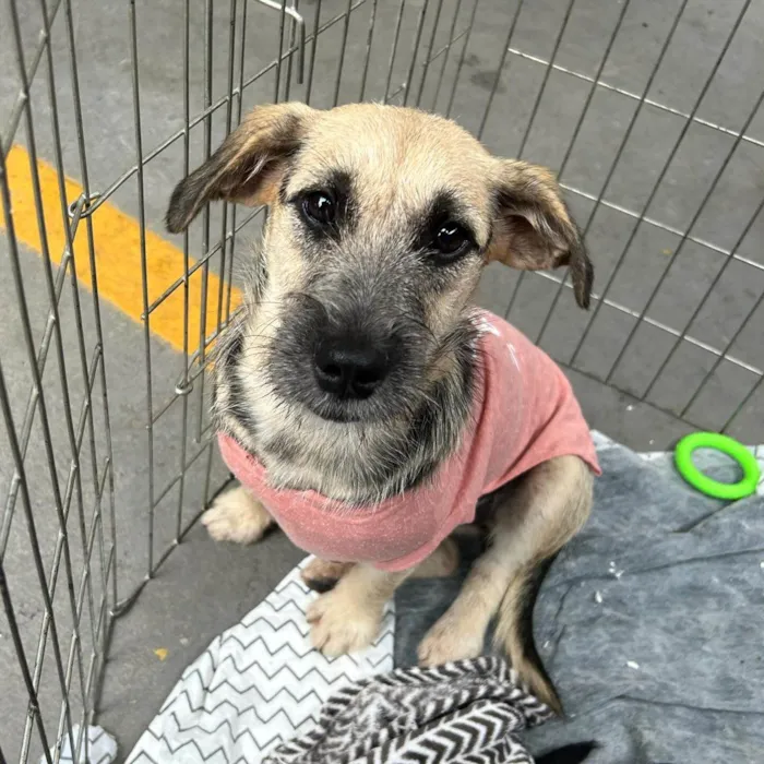 Cachorro ra a SRD-ViraLata idade 7 a 11 meses nome NINA 