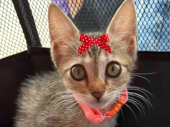 Gato ra a Mestica  idade 2 a 6 meses nome Sissi 