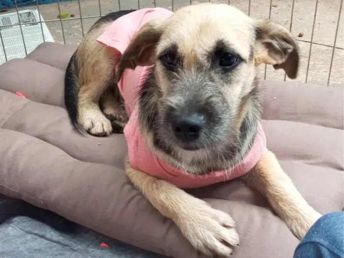 Cachorro ra a SRD-ViraLata idade 7 a 11 meses nome NINA 