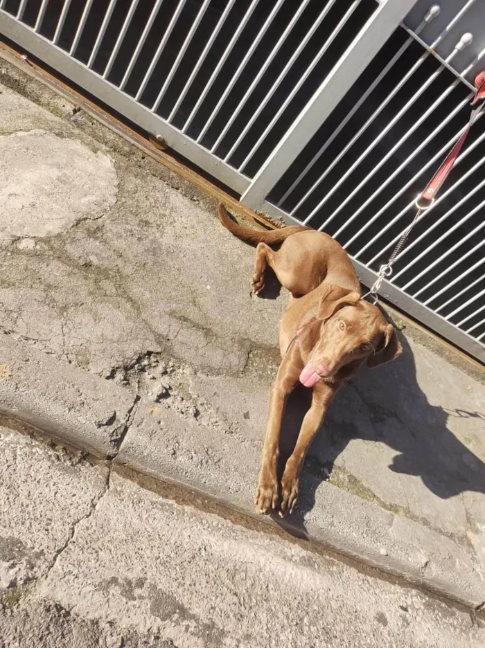 Cachorro ra a Labrador misturado idade 1 ano nome Bela