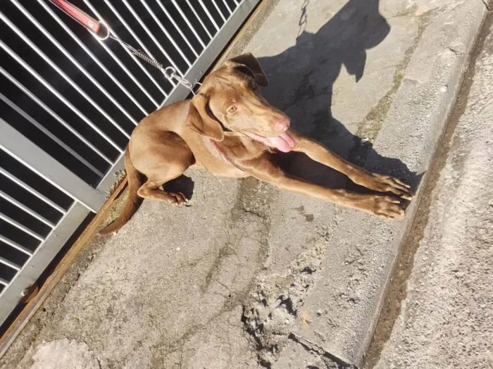 Cachorro ra a Labrador misturado idade 1 ano nome Bela