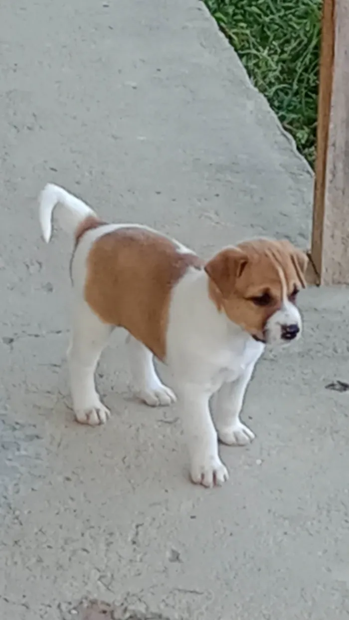 Cachorro ra a Vira lata idade Abaixo de 2 meses nome João BOBÃO e as três patetas