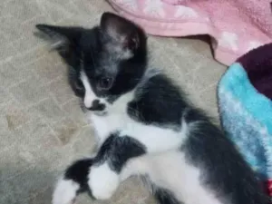 Gato raça Frajolinha idade 2 a 6 meses nome Lili