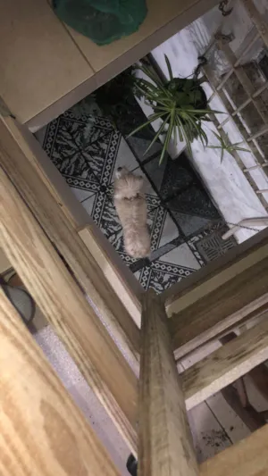 Cachorro raça Poodle idade 6 ou mais anos nome Sabrina