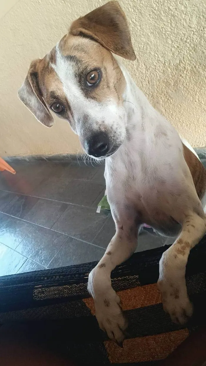 Cachorro ra a indefinido idade 2 anos nome Magrela