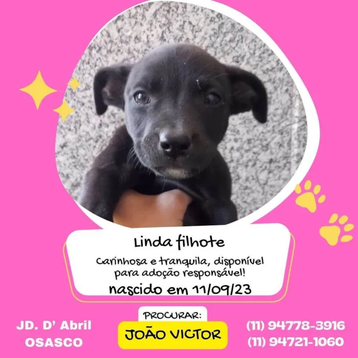 Cachorro ra a SRD-ViraLata idade 2 a 6 meses nome Sem