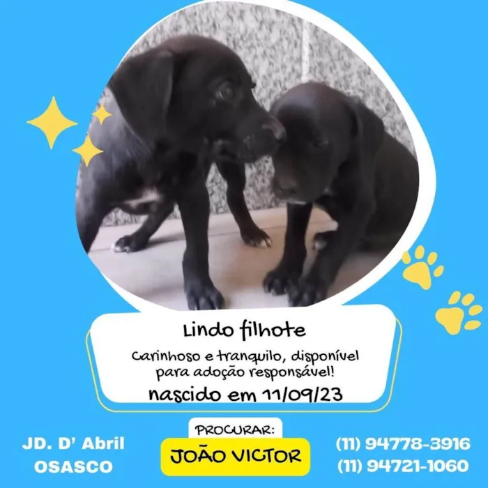 Cachorro ra a SRD-ViraLata idade 2 a 6 meses nome Sem nome