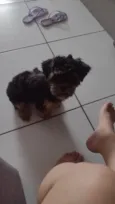 Bolinha