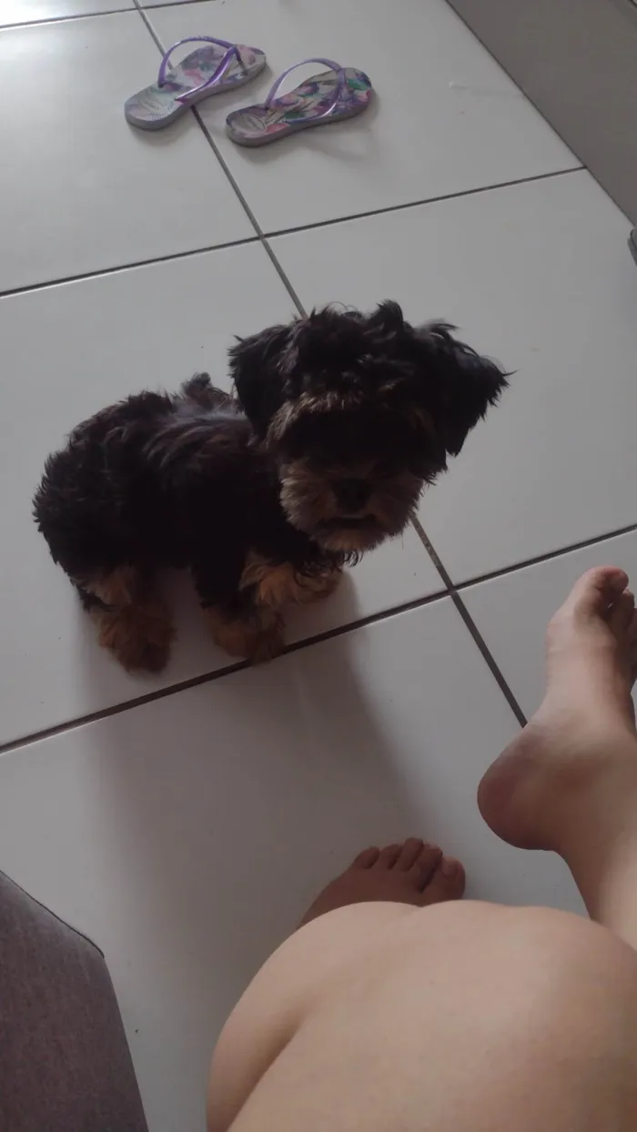 Cachorro ra a York  idade 7 a 11 meses nome Bolinha