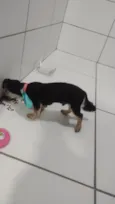 Bolinha