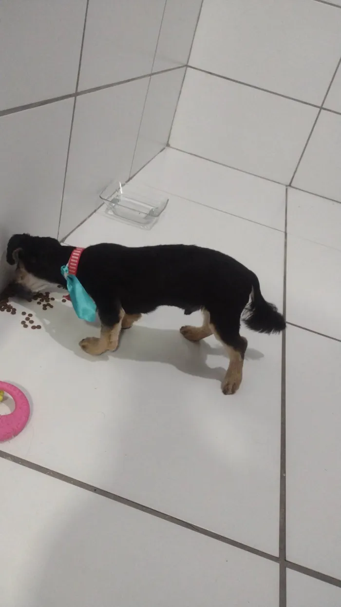 Cachorro ra a York  idade 7 a 11 meses nome Bolinha