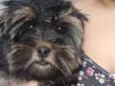 Bolinha