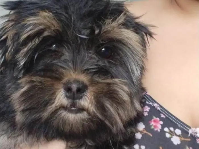 Cachorro ra a York  idade 7 a 11 meses nome Bolinha
