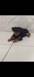 Bolinha