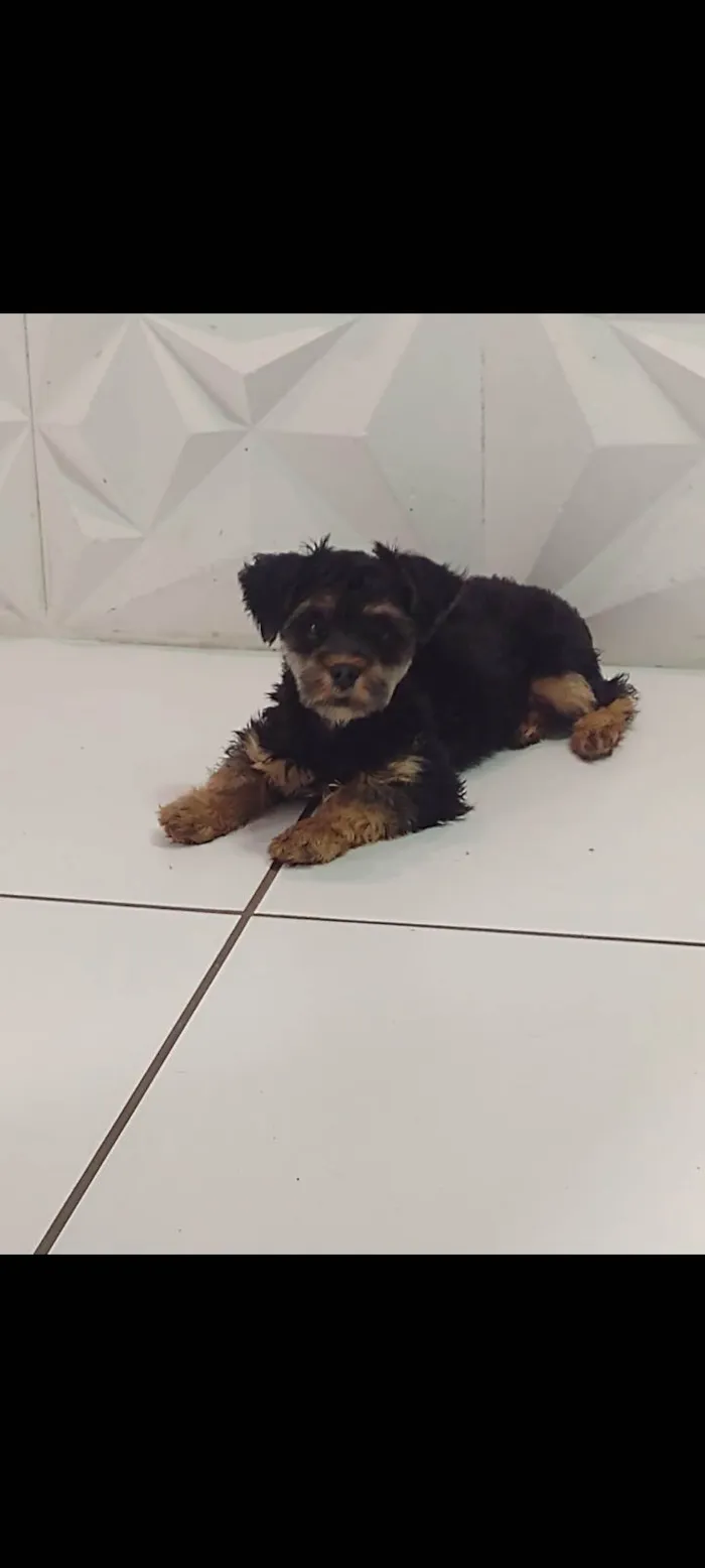 Cachorro ra a York  idade 7 a 11 meses nome Bolinha