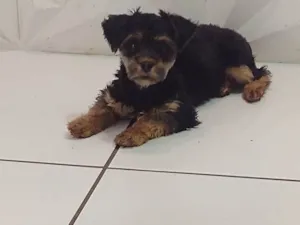 Cachorro raça York  idade 7 a 11 meses nome Bolinha
