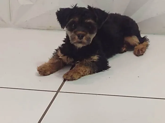 Cachorro ra a York  idade 7 a 11 meses nome Bolinha
