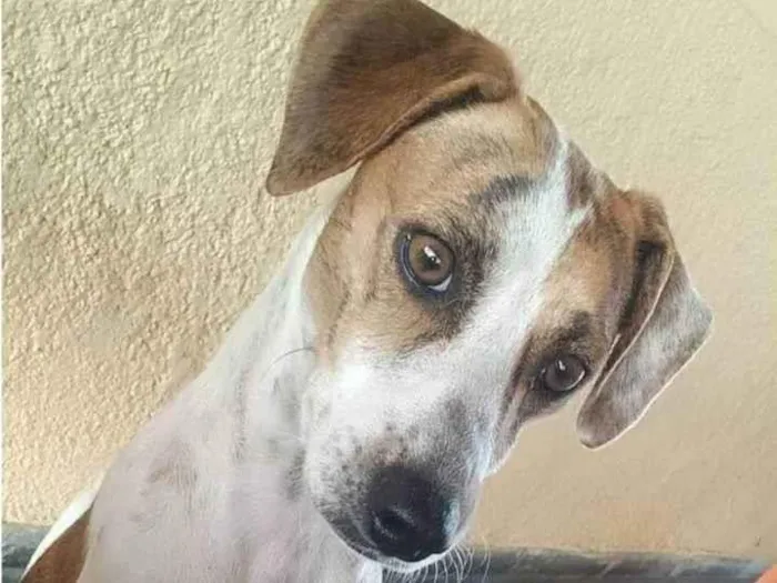 Cachorro ra a indefinido idade 2 anos nome Magrela