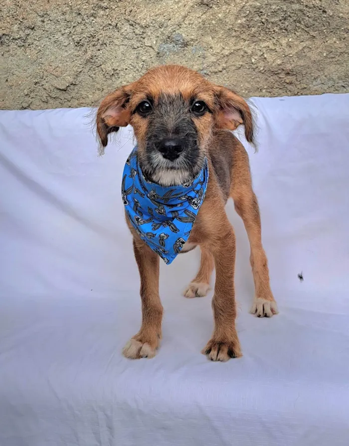 Cachorro ra a SRD-ViraLata idade 2 a 6 meses nome Otto