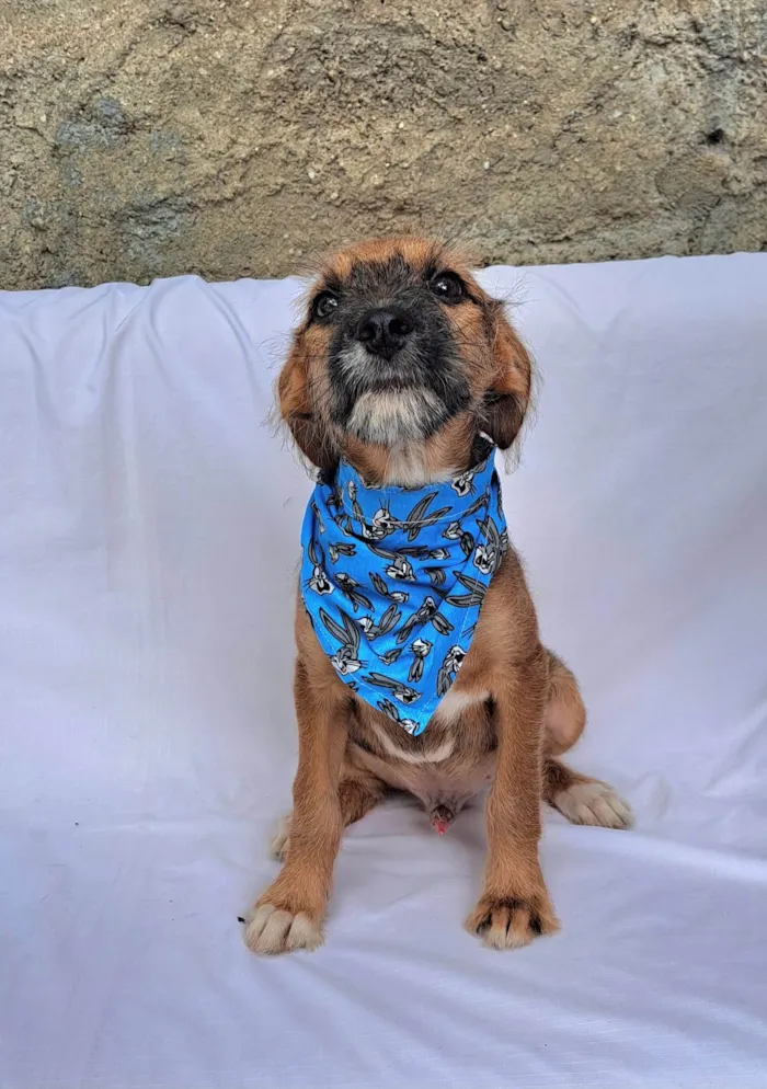 Cachorro ra a SRD-ViraLata idade 2 a 6 meses nome Otto
