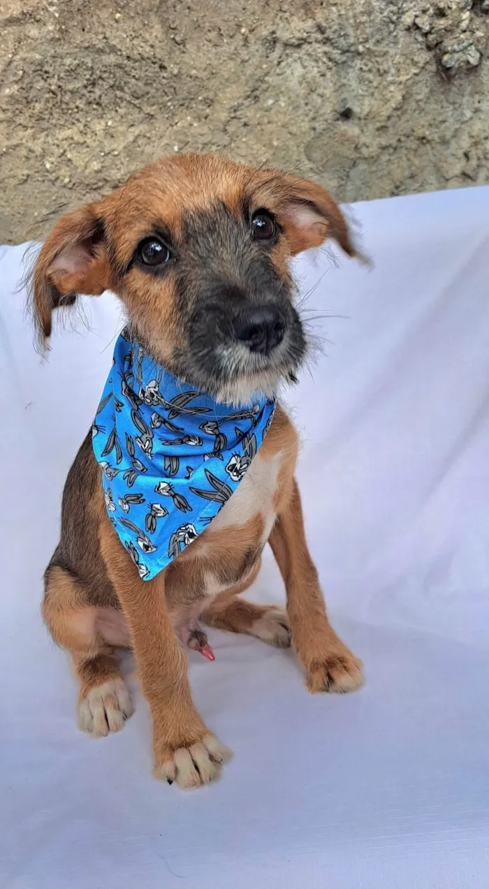 Cachorro ra a SRD-ViraLata idade 2 a 6 meses nome Otto