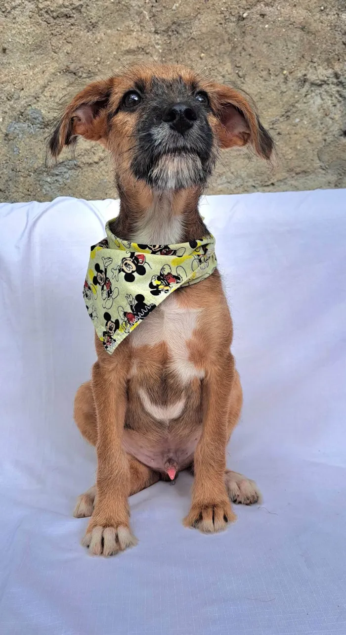Cachorro ra a SRD-ViraLata idade 2 a 6 meses nome Otto
