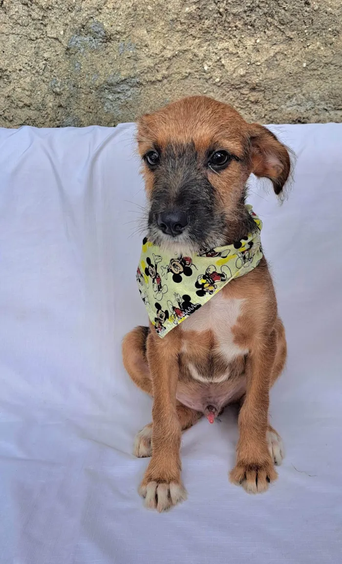 Cachorro ra a SRD-ViraLata idade 2 a 6 meses nome Otto