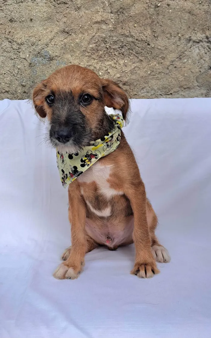 Cachorro ra a SRD-ViraLata idade 2 a 6 meses nome Otto