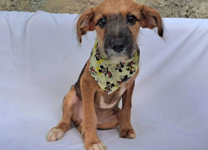 Cachorro ra a SRD-ViraLata idade 2 a 6 meses nome Otto