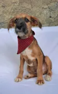 Otto