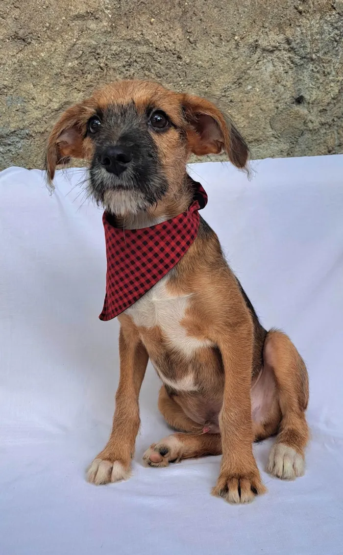 Cachorro ra a SRD-ViraLata idade 2 a 6 meses nome Otto